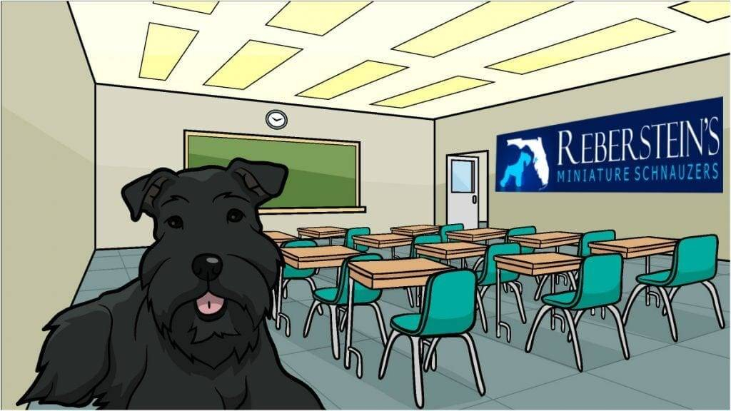 Rebersteins Black And Silver Miniature Schnauzer Cartoon Slider 1