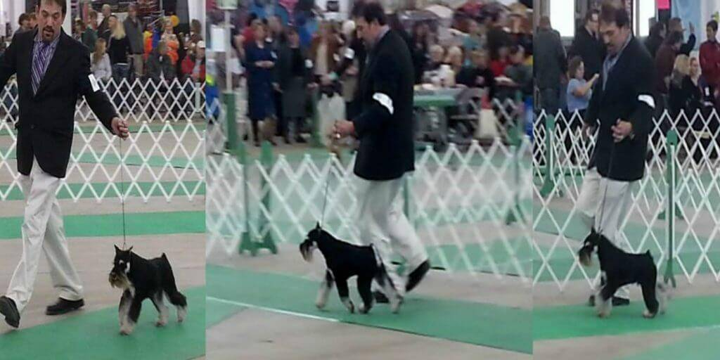 GCHB CH Rebersteins Time JUmper