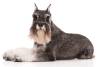 Miniature-Schnauzer-On-White-09