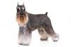 Miniature-Schnauzer-On-White-01