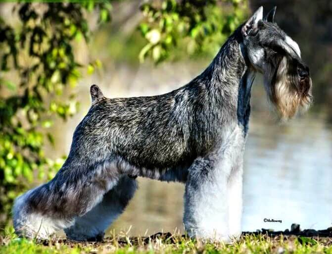 A beautiful grooming job on this Salt and Pepper Miniature Schnauzer