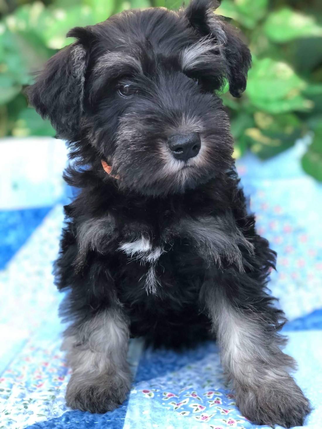Reberstein Black & Silver Miniature Schnauzer Puppy