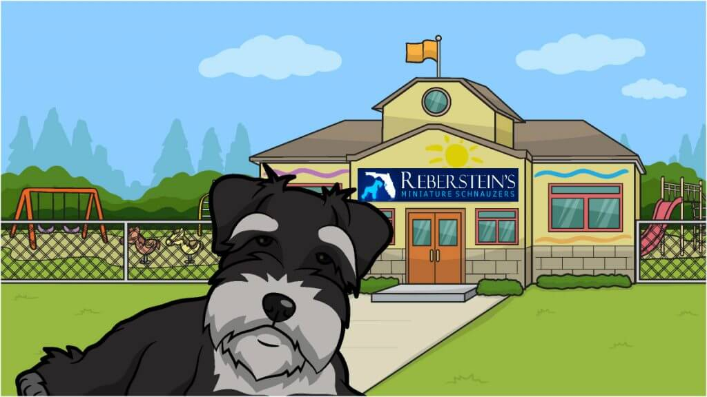 Rebersteins Black And Silver Miniature Schnauzer Cartoon Slider 1