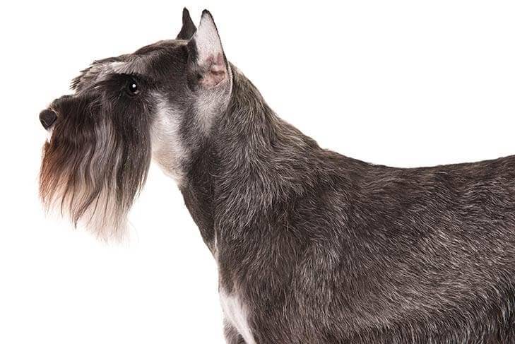 Miniature-Schnauzer-On-White-02