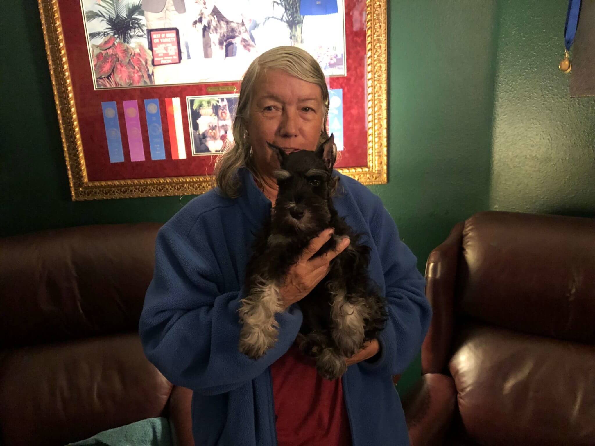 Reberstein Miniature Schnauzer Puppies Leaving The Nest