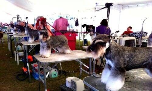 Miniature Schnauzers At An AKC Dog Show