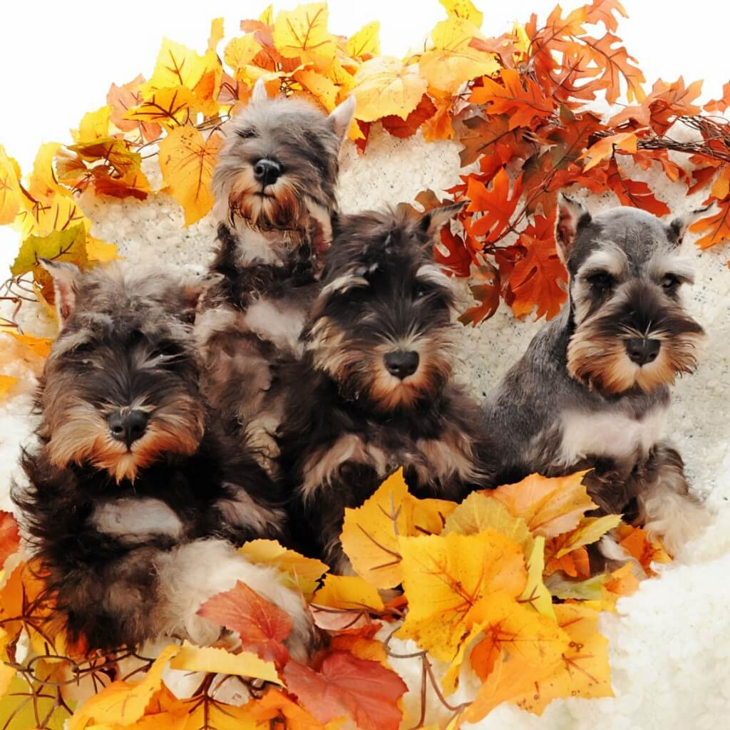 Reberstein's Miniature Schnauzer Puppies
