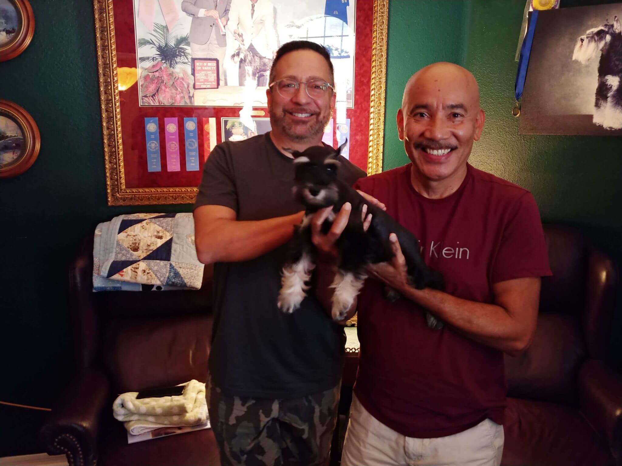 Reberstein Miniature Schnauzer Puppies Leaving The Nest