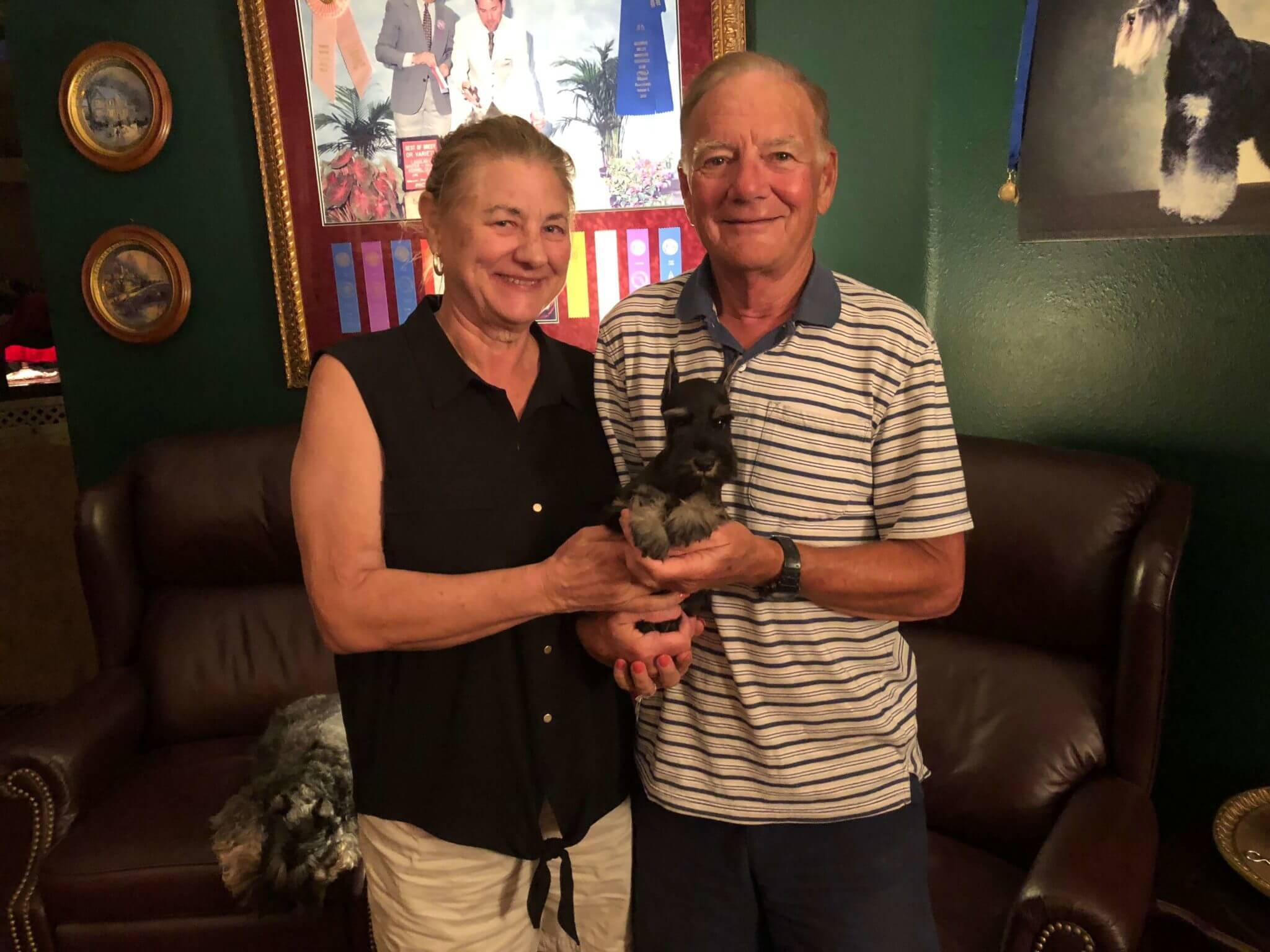 Reberstein Miniature Schnauzer Puppies Leaving The Nest