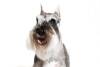 Miniature-Schnauzer-On-White-06