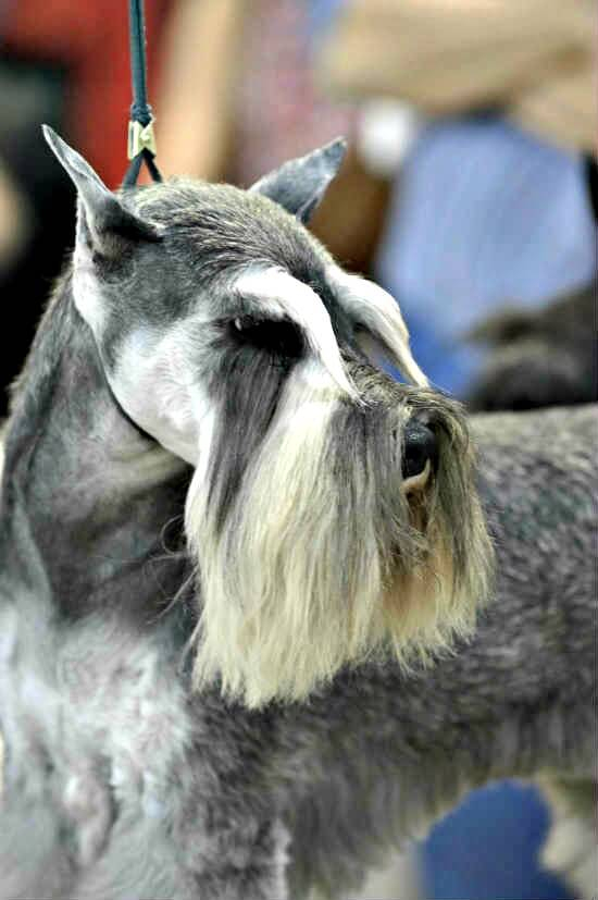 A gorgeous head on this Salt and Pepper Miniature Schnauzer