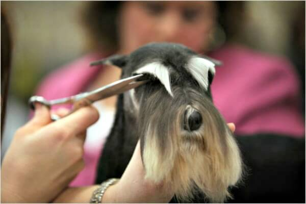 Trimming the eyebrows of a miniature schnauzer