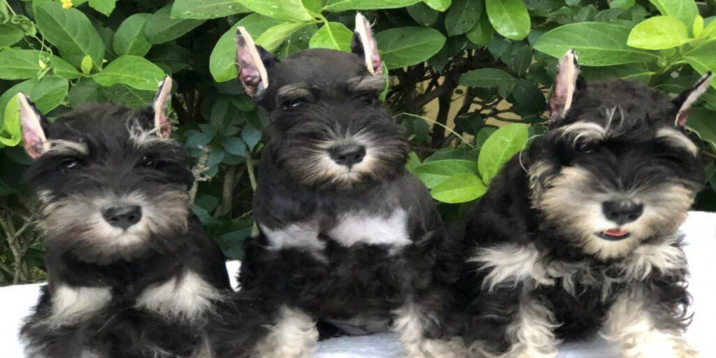 Miniature Schnauzer Puppies