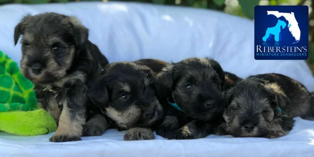 Reberstein Miniature Schnauzer Puppies Cropped Banner With Logo
