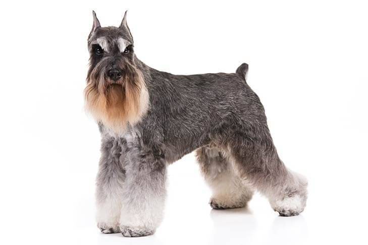 Miniature-Schnauzer-On-White-01