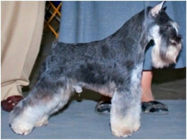 A beautiful stack on this Black and Silver Miniature Schnauzer