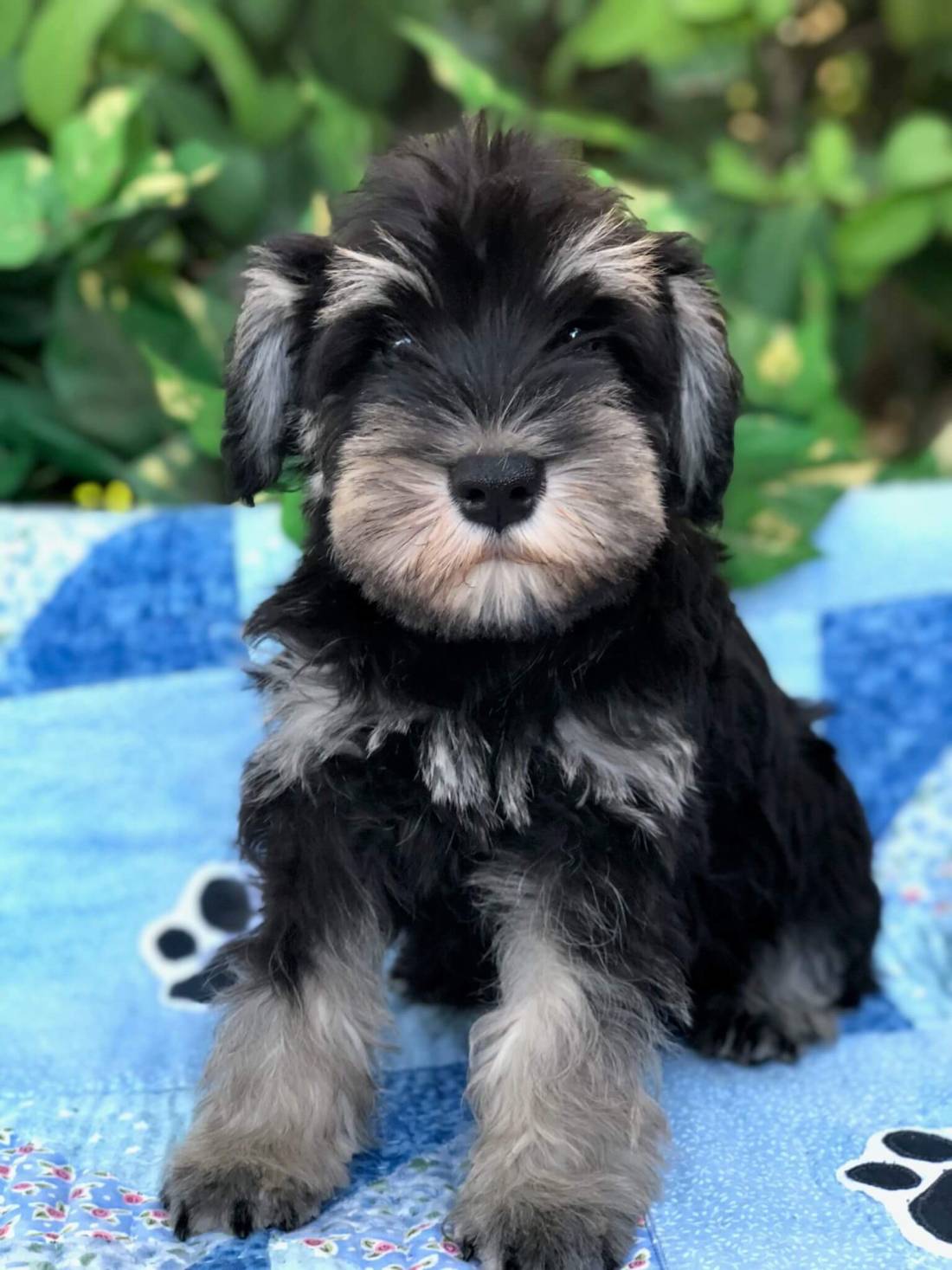 Reberstein Black & Silver Miniature Schnauzer Puppy