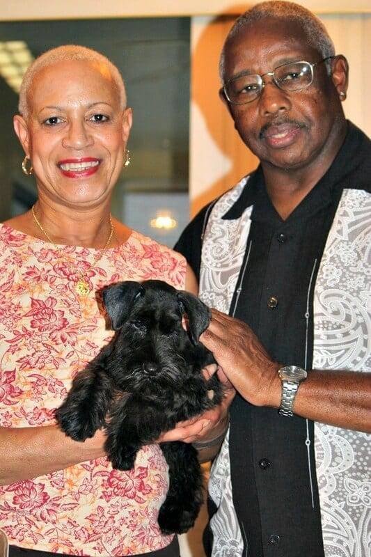 Reberstein's Miniature Schnauzer Puppies