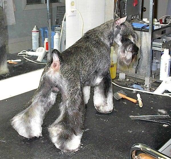 A Salt and Pepper Miniature Schnauzer being groomed