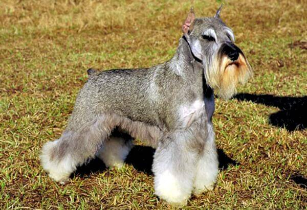 This is a beautifully groomed Miniature Schnauzer
