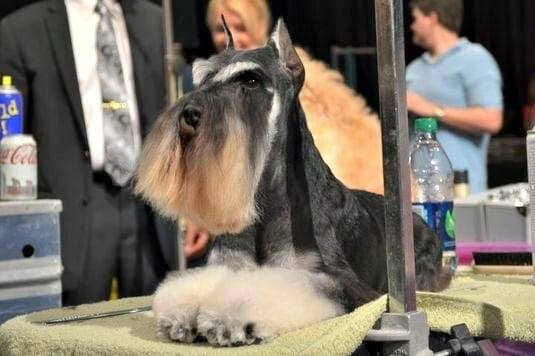 Black and Silver Miniature Schnauzer at the show