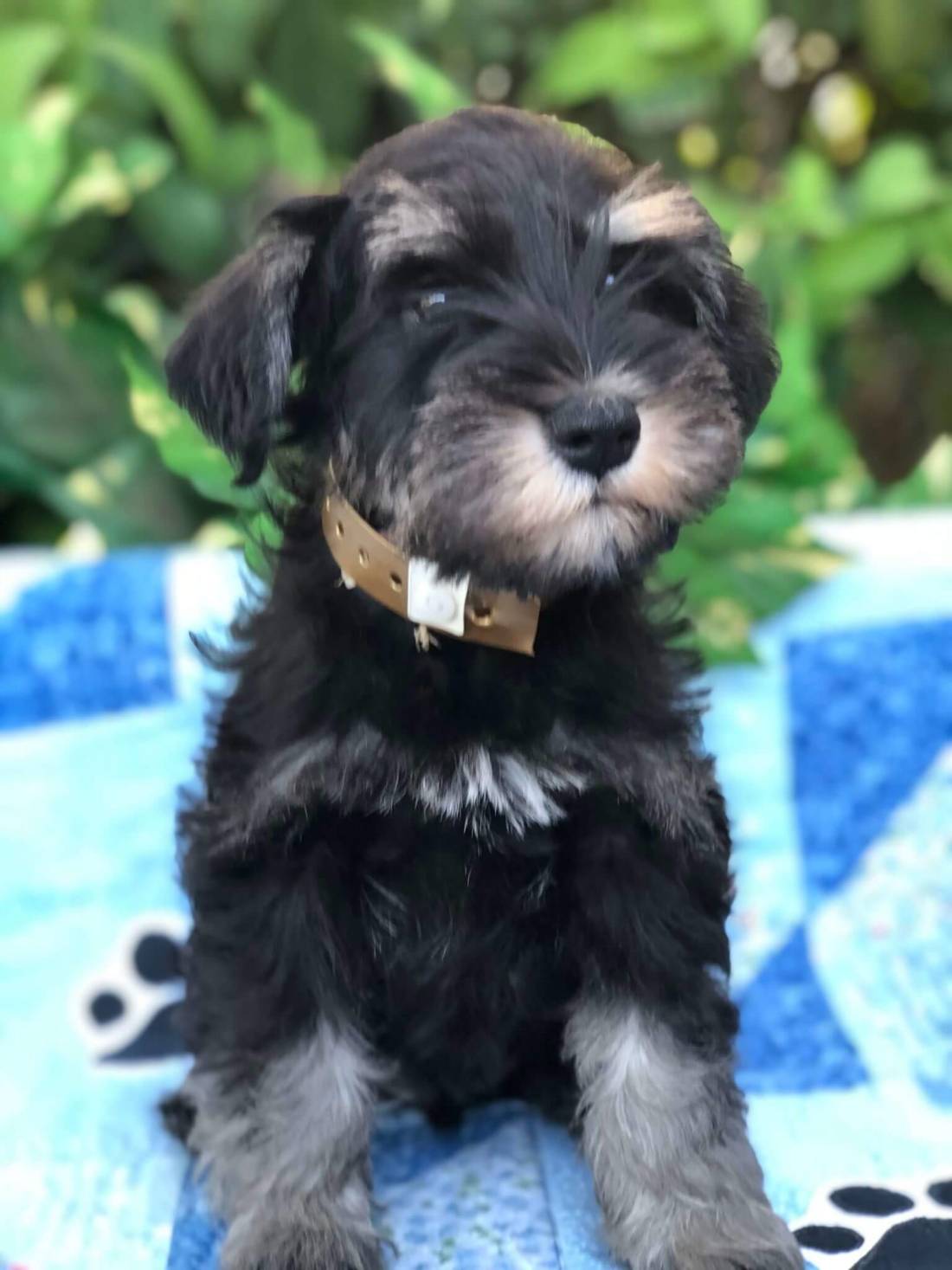Reberstein Black & Silver Miniature Schnauzer Puppy