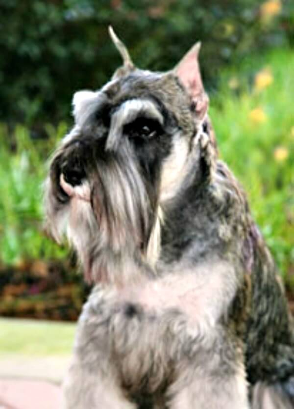 The classic look of a Miniature Schnauzer
