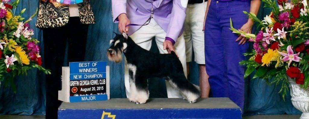 GCH CH Rebersteins One O Clock Jump (Benny)